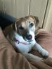 Jack Russel mix