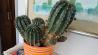 Kaktus v loncu