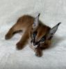 caracal