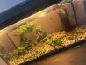 podarimo akvarij z ribicami