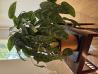 Večja lončnica in posoda za orhideje