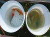 6 koi krapov
