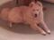 samojed