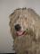Pes pasme Komondor