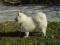 Samojed