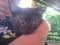 Mlade mucke