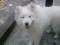 samojed (čistokrvna brez rodovnika) PODARIM