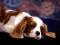 Angleški koker španjel, Cavalier King Charles španje