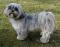 lhasa apso