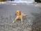 labradorka stara dobre dve leti