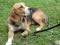 psiček beagle star letoin pol