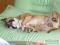 ameriški staffordsirski terrier