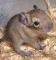 Degu - čilska veverica