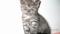Mlada muca Kitty
