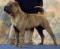 shar pei - podarim