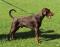 Pse pasme doberman z rodovnikom stare eno leto