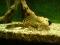 plecostomus