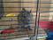 Degu - čilska veverica