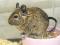 Degu - čilska veverica