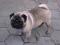 MOPS TOBI