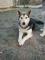 psičko mešanko husky - nemški ovčar