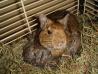 Degu ( Octodon degus)