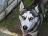 Sibirski Husky