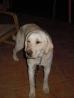 Labradorko Neli