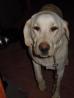 Labradorko Neli