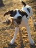 Parson Russell Terrier