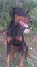 Doberman