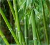 Ameriški slamnik in bambus