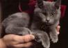 Pepelnato siv maček