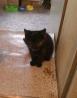 Mala črna mačka