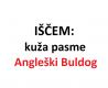 Angleški buldog