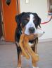 Veliki švicarski planšarski pes ORSON