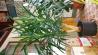 Sobne  rastline - fikus 2 x, drevo življenja 2 x in palma 1 x