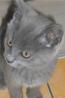 Pepelnato siv macek