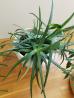 orhideja, aloe vera (2x), benjamina, kaktusi,