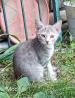 Mlade muce