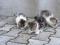 Trije dolgodlaki mačji najdenčki 