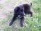 Mlada črna psička manjše rasti