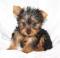 yorkie mladiči za sprejetje ( 155EUR )
