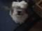 pes mešanček dolgodlaki manjše rasti(shi-tzu terier)