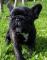 Boston terier ali francoski buldog