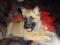 BELGIJSKI OVČAR -  malinois