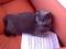 Britanska kratkodlaka mačka išče novi dom