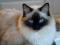 Iščem mačka pasme birman ali ragdoll