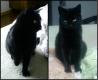 črni maček z imenom Muri