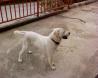 beli labrador Oliver